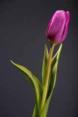 Wall Mural - close up photo of violet tulip on black background