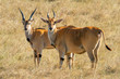 Two eland stand in grass eyeing camera