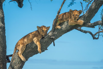 Two lion cubs lie on tree branch