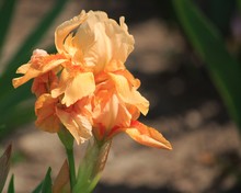 Orange Iris Flower In The Garden Closeup