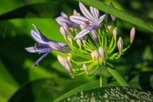 Agapanthus Blue Flower With Water Drops