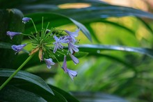 Agapanthus Blue Flower With Water Drops
