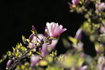 Wall Mural - Beautiful blooming magnolia