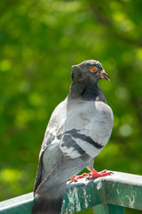 Wall Mural - An upset and focused female pigeon sits on the balcony railing and looks out for her new born chicks after a crow attack on its nest. Blurry green trees in the background.