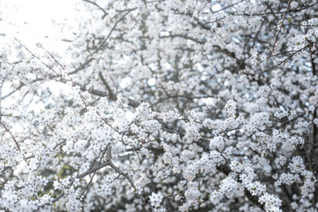 Wall Mural - Spring diffuse background with  branches of blooming sakura. Ray of light