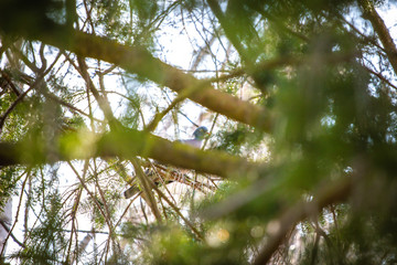 Wall Mural - hidden pigeon in the crown of a tree