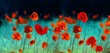 Blooming red poppies in field spring in nature on dark turquoise background with soft focus, macro. Bright colorful artistic image, floral scenery, panorama.