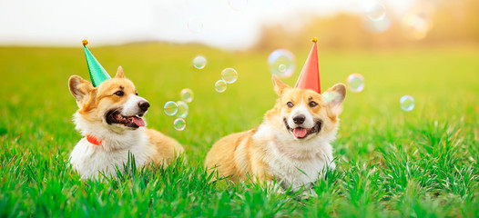 Wall Mural - holiday card two funny Corgi dogs lie in the green grass in colored caps with soap bubbles on a Sunny clear day