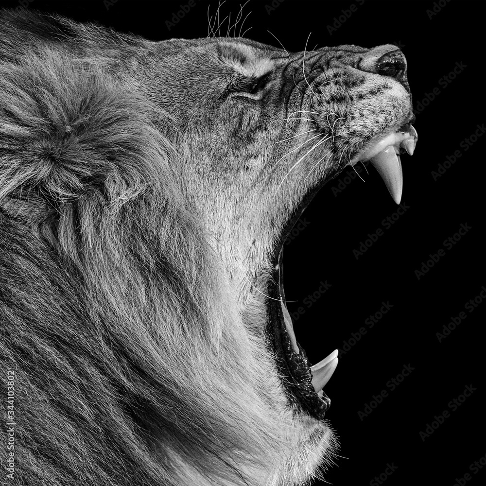 roaring lion male isolated on black background - obrazy, fototapety, plakaty 