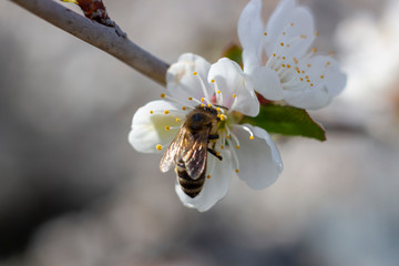 A bee against a background of blue sky and in the sun rays that flies to the fruit tree to collect honey.