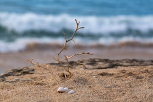 Selective Focus Of Seashells And Prickles On Tropical Sand Beach