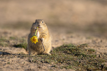 Wall Mural - beautiful and cute ground squirrel with dandelion. amazing animal, quick, surprised, amusing. natura