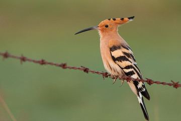 Wall Mural - Eurasian Hoopoe or Common hoopoe (Upupa epops)