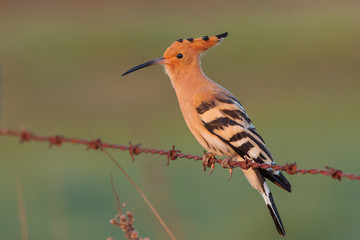 Wall Mural - Eurasian Hoopoe or Common hoopoe (Upupa epops)