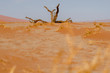 Wüste, Namibia 