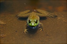 Close-up Of A Frog In Shallow Water