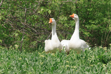 two white geese in green grass  