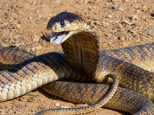 Snouted Cobra (Naja Annulifera) From South Africa