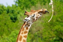 Close-up Of Giraffe Sticking Out Tongue