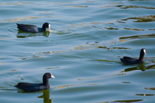 Coots Swimming In Lake