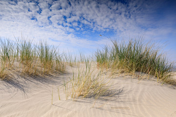 Wall Mural - sand dunes along the Dutch coast near The Hague; Kijkduin, Netherlands