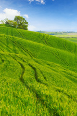 Wall Mural - Green fields of wheat in Tuscany, Italy