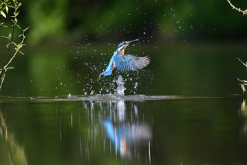 A common Indian kingfisher Iin Korea. 