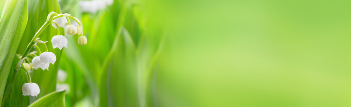 Fototapete - Lily of the valley flowers on green background  -  Banner, panorama, header for mothers day, springtime and other