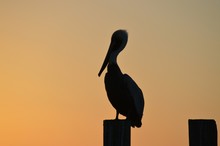 Silhouette Pelican On Wooden Post At Sunset