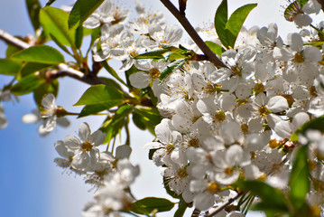 Little white flowers with green leaves. Trees are blooming on a background of blue sky. Cherry blossoms and apples.