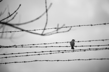 Low Angle View Of Bird Perching On Barbed Wire