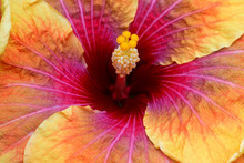 Beautiful Tropical Hibiscus Rosa Sinensis Flower Close-up With A Very Nice Yellow, Pink, Orange And Bown Color.
