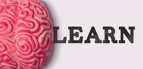 Wall Mural - Learn word next to a human brain model