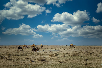 Wall Mural - Camels on the desert dramatic sunset cloud background at Al-Sarar Saudi Arabia.