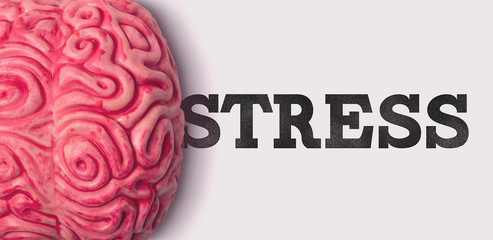 Wall Mural - stress word next to a human brain model