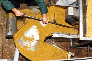 Mustard Powder Factory Making mustard mass from mustard seeds. Innovative equipment for the industrial production of mustard.