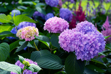 Wall Mural - Pink abd blue hidrangea in summer garden