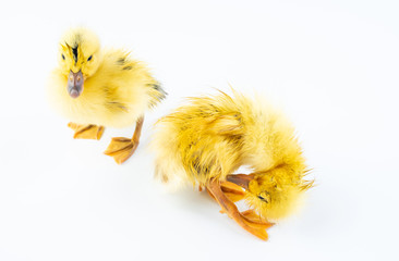 Two cute little yellow ducks on white background