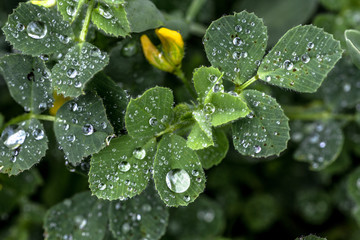 Water and leafs