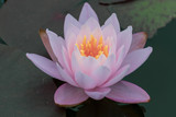 Fototapeta Łazienka - Schöne Seerose im Wasser - Leuchtende Wasser lilie in schöner Farbe