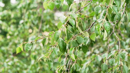 Birch with raindrops on leaves. Green birch leaves swaying in wind. Daylight, cloud. Birch branch after summer rain. Climate, weather, ecological concept.