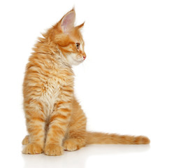 Portrait of a young Maine Coon kitten looking away