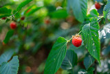 Summer ripe wild fruit raspberry