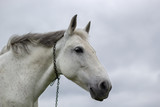 Fototapeta Konie - A white horse grazes on a green meadow