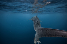 Huge Whale Shark Swimming Away Close To The Ocean Surface