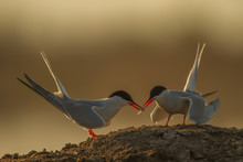 Close-up Of Common Terns On Sand