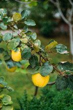 Quince Tree Growing In The Garden. Ripe Yellow Quince Fruits Grows On Quince Tree With Green Foliage In Autumn Garden.