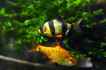 Poster - funny and curious tiger barb and Schuberti barb, popular and easy to keep ornamental tropical cyprinid fish from Sumatra, aggressive adults in nature planted aquarium