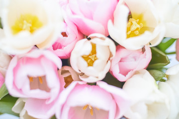 Beautiful bouquet tulips light pink and white flowers for 8 march or for your mom and perfect background closeup macro