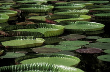 Full Frame Shot Of Lily Pads Floating On Lake